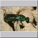 X Trichrysis cyanea - Goldwespe 04a 6mm OS-Wallenhorst-Tongrube-Lehmwand.jpg